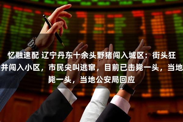 忆融速配 辽宁丹东十余头野猪闯入城区：街头狂奔追逐行人并闯入小区，市民尖叫逃窜，目前已击毙一头，当地公安局回应